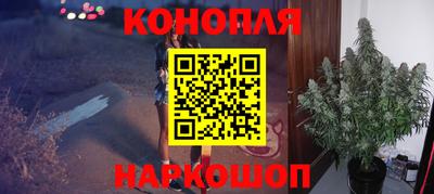 гашик Кингисепп